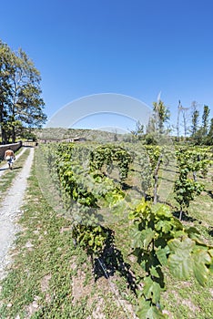 Vineyards in Payogasta in Salta, Argentina