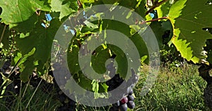 Vineyards, Pic saint Loup, Claret, Occitanie, in France