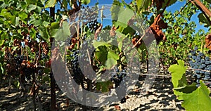 Vineyards, Pic saint Loup, Claret, Occitanie, France