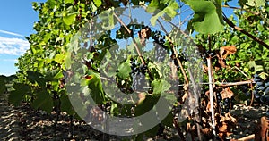 Vineyards, Pic saint Loup, Claret, Occitanie, France