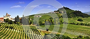 Vineyards in Piedmont photo