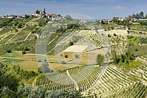 Vineyards in Piedmont photo