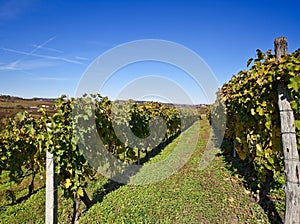 Vineyards in Piedmont , Italy