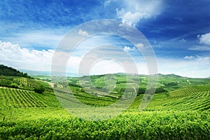 Vineyards in Piedmont, Italy photo