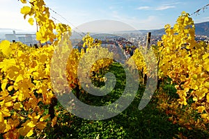 Vineyards On Piramida Hill In Autumn, Maribor