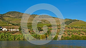 Vineyards for Port wine production in Douro Valley next to Douro River in Portugal