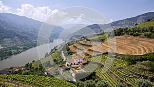 Vineyards, Portugal