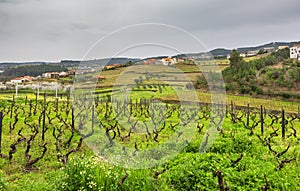 Vineyards in Portuguese countryside