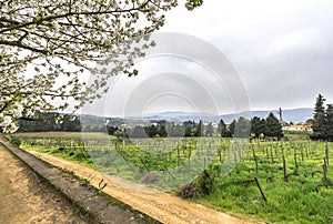 Vineyards in Portuguese countryside