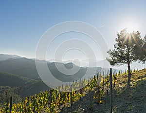 Vineyards in Priorat, Spain