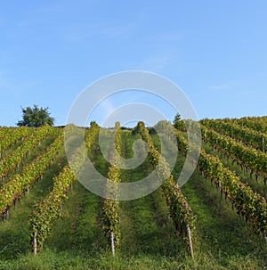 Vineyards for the production of Txakoli in the Jaizkibel mountain, Hondarribia, Euskadi