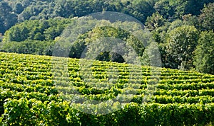 Vineyards for the production of Txakoli in the Talaia mountain, town of Zarautz, Basque Country photo