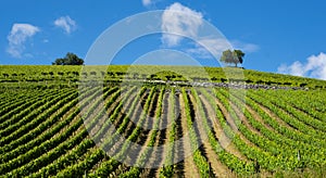 Vineyards for the production of wine in Getaria, coast of Euskadi