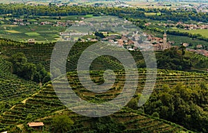 Vineyards of Prosecco grapes in Treviso hills