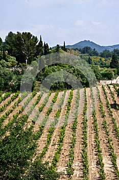 The Vineyards of Provence