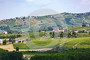 Vineyards in Provence France