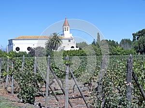 Vineyards in Puente Alto/Maipo valley, Chile