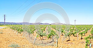 Vineyards in Puerto Lapice, Ciudad Real, Castilla-La Mancha photo