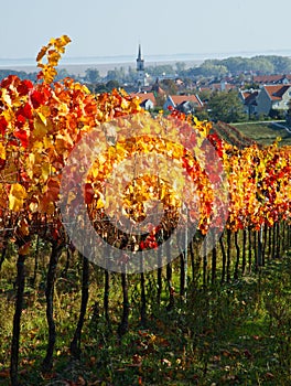 Vineyards in Purbach