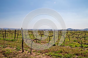 vineyards queretaro Mexico