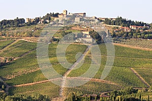 Vineyards of Radda in Chianti, Tuscany, Italy photo