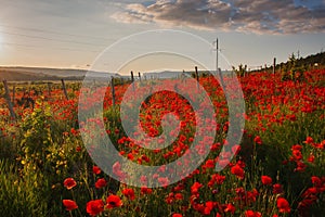 Vineyards and red poppies. Very beautiful sunset with red poppies