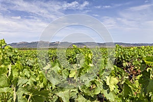 Vineyards in the region of La Rioja in Spain