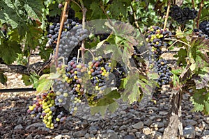 Vineyards in the region of La Rioja in Spain