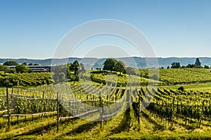 Vineyards on Reichenau Island, Lake Constance, Germany