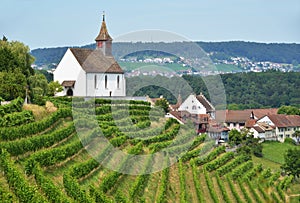 Vineyards in Rheinau, Switzerland photo