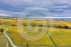 Vineyards in the Rheingau Germany