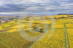 Vineyards in the Rheingau Germany