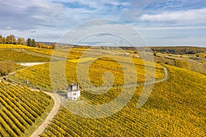 Vineyards in the Rheingau Germany