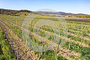 Vineyards in the Rheingau Germany