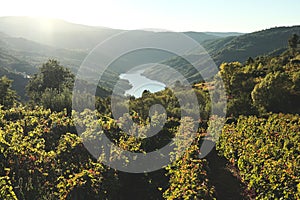 Vineyards in Ribeira Sacra