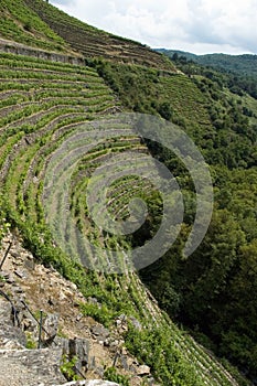 Vineyards of Ribeira Sacra