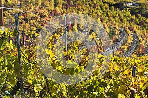 Vineyards in Ribeira Sacra in the southern part of the province of Lugo