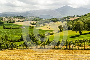 Vineyards between Rieti and Terni photo