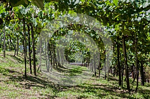 Vineyards in Rio Grande do Sul