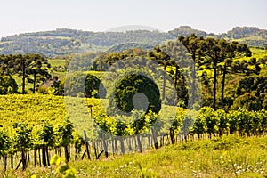 Vineyards in Rio Grande do Sul