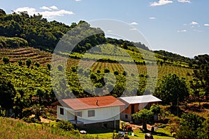 Vineyards in Rio Grande do Sul photo