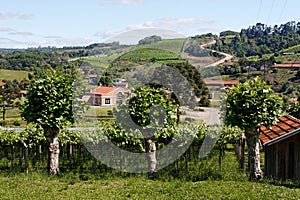 Vineyards in Rio Grande do Sul photo