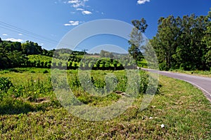 Vineyards in Rio Grande do Sul photo