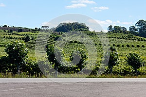 Vineyards in Rio Grande do Sul photo