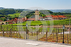 Vineyards in Rio Grande do Sul photo