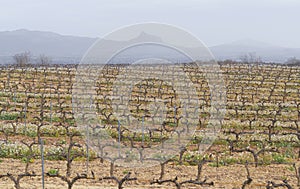 vineyards in the Rioja Alavesa. Vineyards and wineries in Laguardia, Rioja Alavesa, Basque Country