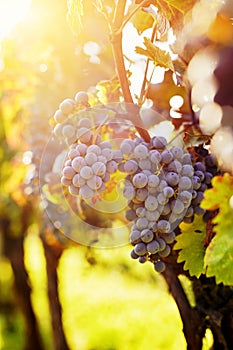 Vineyards with ripe grapes at sunset in the sunshine