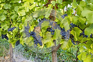 Vineyards with ripe tempranillo grapes on the vine photo
