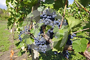 Vineyards with ripening black grapes and green vine bushes in the countryside in Moldova near the city of Chisinau.