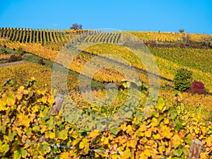 Vineyards of Riquewihr, Alsace